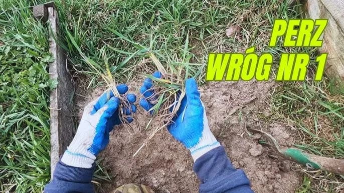 Jak skutecznie zwalczyć perz chwast i wykorzystać jego właściwości Jak skutecznie zwalczyć perz chwast i wykorzystać jego właściwości