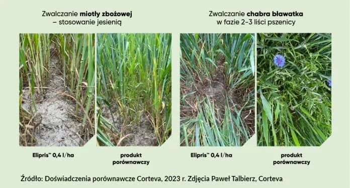 Chwast zbożowy: jak skutecznie zwalczyć miotłę w uprawach zbożowych Chwast zbożowy: jak skutecznie zwalczyć miotłę w uprawach zbożowych