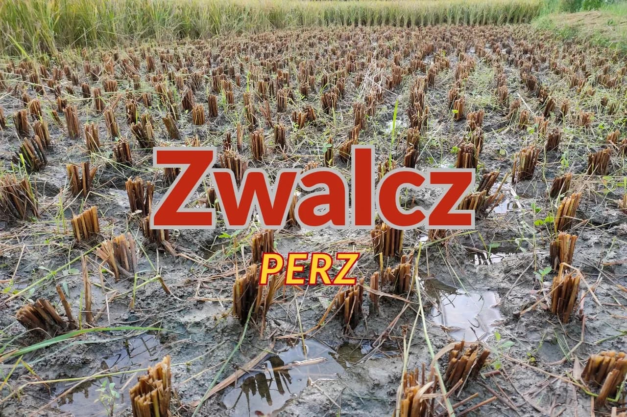 Jak skutecznie zwalczyć chwast perz i chronić swoje uprawy Jak skutecznie zwalczyć chwast perz i chronić swoje uprawy