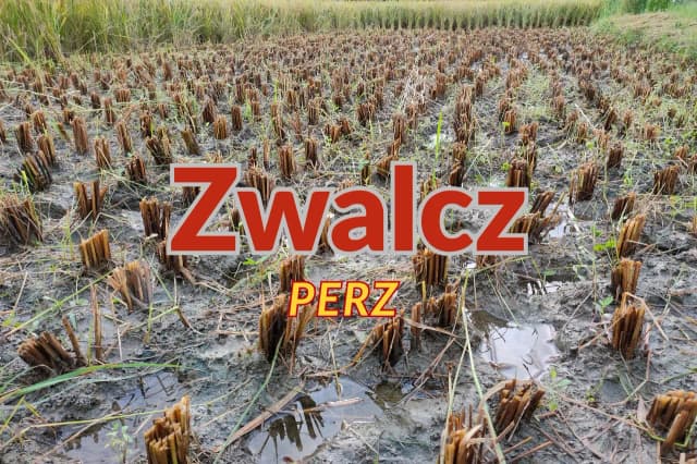 Jak skutecznie zwalczyć chwast perz i chronić swoje uprawy Jak skutecznie zwalczyć chwast perz i chronić swoje uprawy