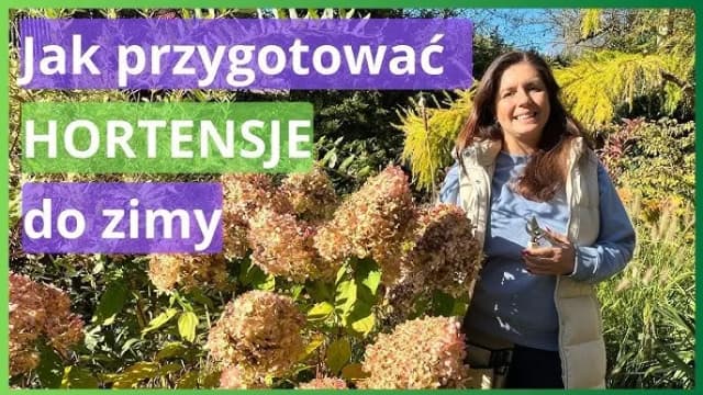 Jak zabezpieczyć hortensje ogrodowe przed zimą, aby przetrwały mrozy Jak zabezpieczyć hortensje ogrodowe przed zimą, aby przetrwały mrozy