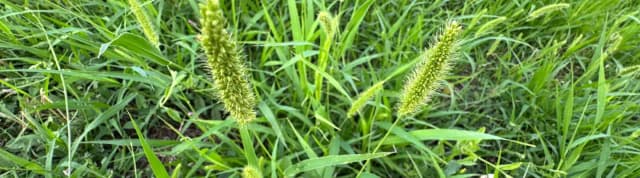 Skuteczne sposoby na chwasty na trawniku, które uratują Twój trawnik Skuteczne sposoby na chwasty na trawniku, które uratują Twój trawnik