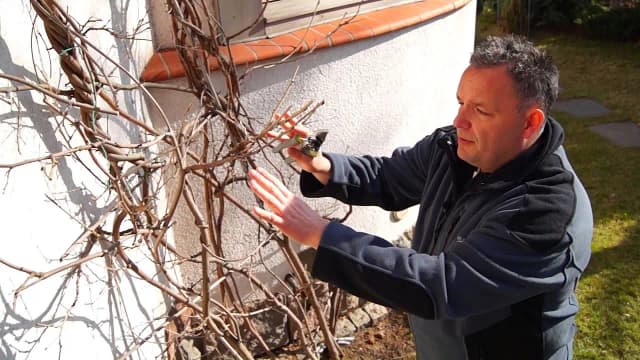 Jak przycinać wisterię, aby uniknąć błędów i cieszyć się kwiatami Jak przycinać wisterię, aby uniknąć błędów i cieszyć się kwiatami