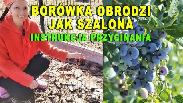 Kiedy i jak przycinać borówkę amerykańską, aby uniknąć błędów w pielęgnacji Kiedy i jak przycinać borówkę amerykańską, aby uniknąć błędów w pielęgnacji