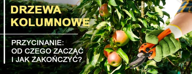 Jak przycinać drzewa kolumnowe, aby uniknąć błędów i poprawić plony Jak przycinać drzewa kolumnowe, aby uniknąć błędów i poprawić plony
