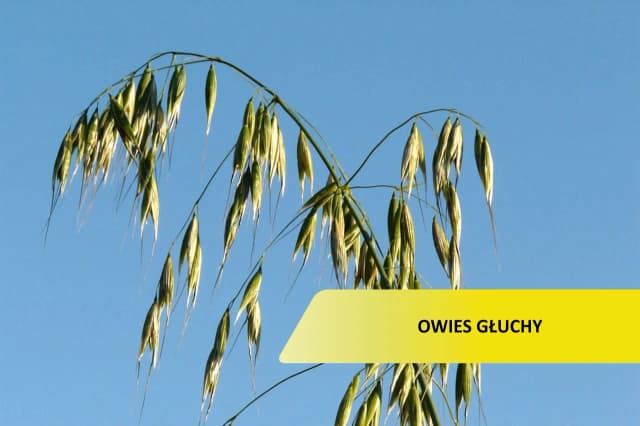 Jak skutecznie zwalczyć głuchy chwast zbożowy i chronić plony Jak skutecznie zwalczyć głuchy chwast zbożowy i chronić plony