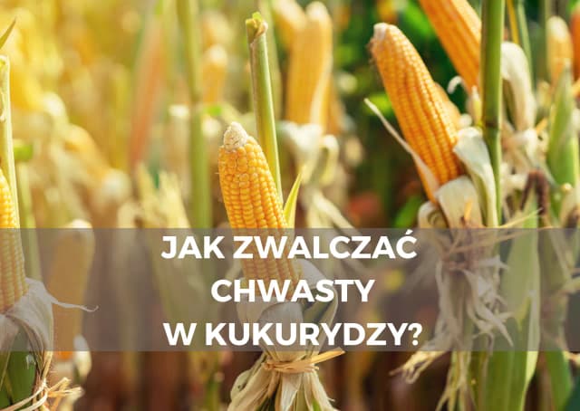 Jak pospolity chwast zbożowy wpływa na plony i jak go zwalczać Jak pospolity chwast zbożowy wpływa na plony i jak go zwalczać