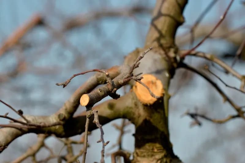 Jak przycinać stare jabłonie rysunki, aby uniknąć błędów w pielęgnacji Jak przycinać stare jabłonie rysunki, aby uniknąć błędów w pielęgnacji