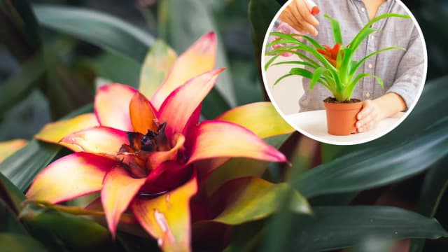 Jak często podlewać kwiat bromelia, aby uniknąć problemów z wilgocią? Jak często podlewać kwiat bromelia, aby uniknąć problemów z wilgocią?
