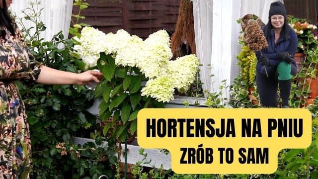Jak przycinać hortensje na pniu, aby uniknąć błędów i cieszyć się kwitnieniem Jak przycinać hortensje na pniu, aby uniknąć błędów i cieszyć się kwitnieniem