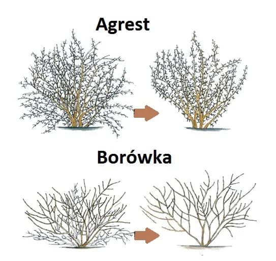 Jak przycinać agrest i kiedy, aby uzyskać obfite plony i zdrowe krzewy Jak przycinać agrest i kiedy, aby uzyskać obfite plony i zdrowe krzewy