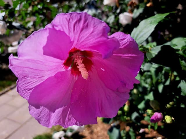 Dlaczego hibiskus ogrodowy nie kwitnie? Oto najczęstsze przyczyny Dlaczego hibiskus ogrodowy nie kwitnie? Oto najczęstsze przyczyny