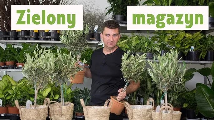 Jak przycinać oliwkę, aby uniknąć błędów i uzyskać zdrowe drzewko Jak przycinać oliwkę, aby uniknąć błędów i uzyskać zdrowe drzewko