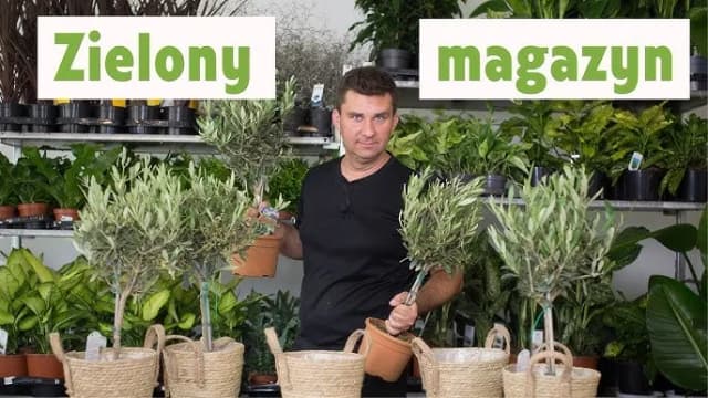 Jak przycinać oliwkę, aby uniknąć błędów i uzyskać zdrowe drzewko Jak przycinać oliwkę, aby uniknąć błędów i uzyskać zdrowe drzewko