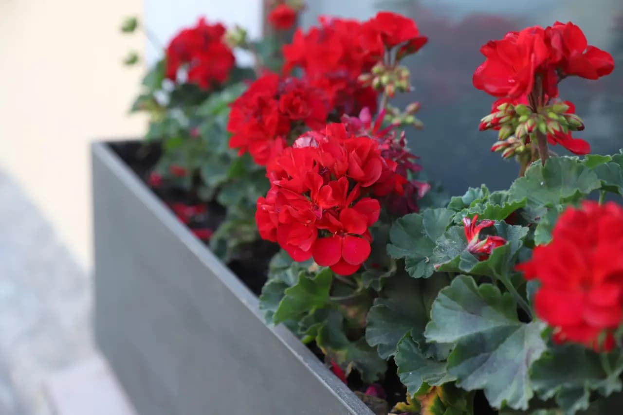 Jak przycinać pelargonie, aby uniknąć błędów i cieszyć się zdrowiem roślin Jak przycinać pelargonie, aby uniknąć błędów i cieszyć się zdrowiem roślin