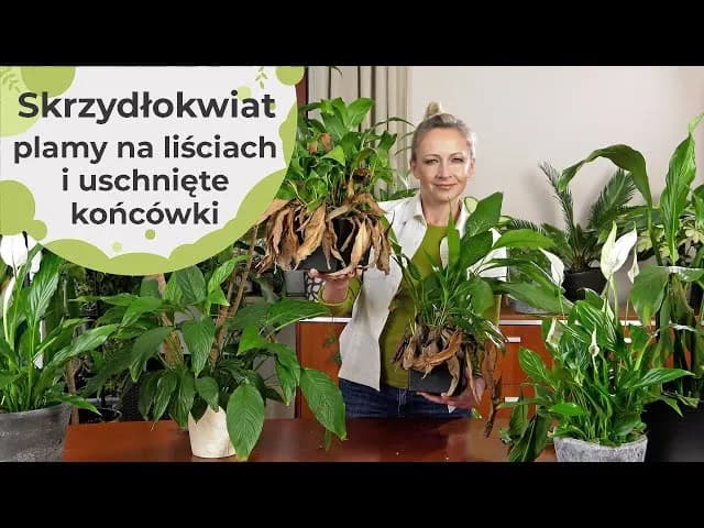 Dlaczego kwiaty skrzydłokwiatu brązowieją? Oto przyczyny i rozwiązania Dlaczego kwiaty skrzydłokwiatu brązowieją? Oto przyczyny i rozwiązania