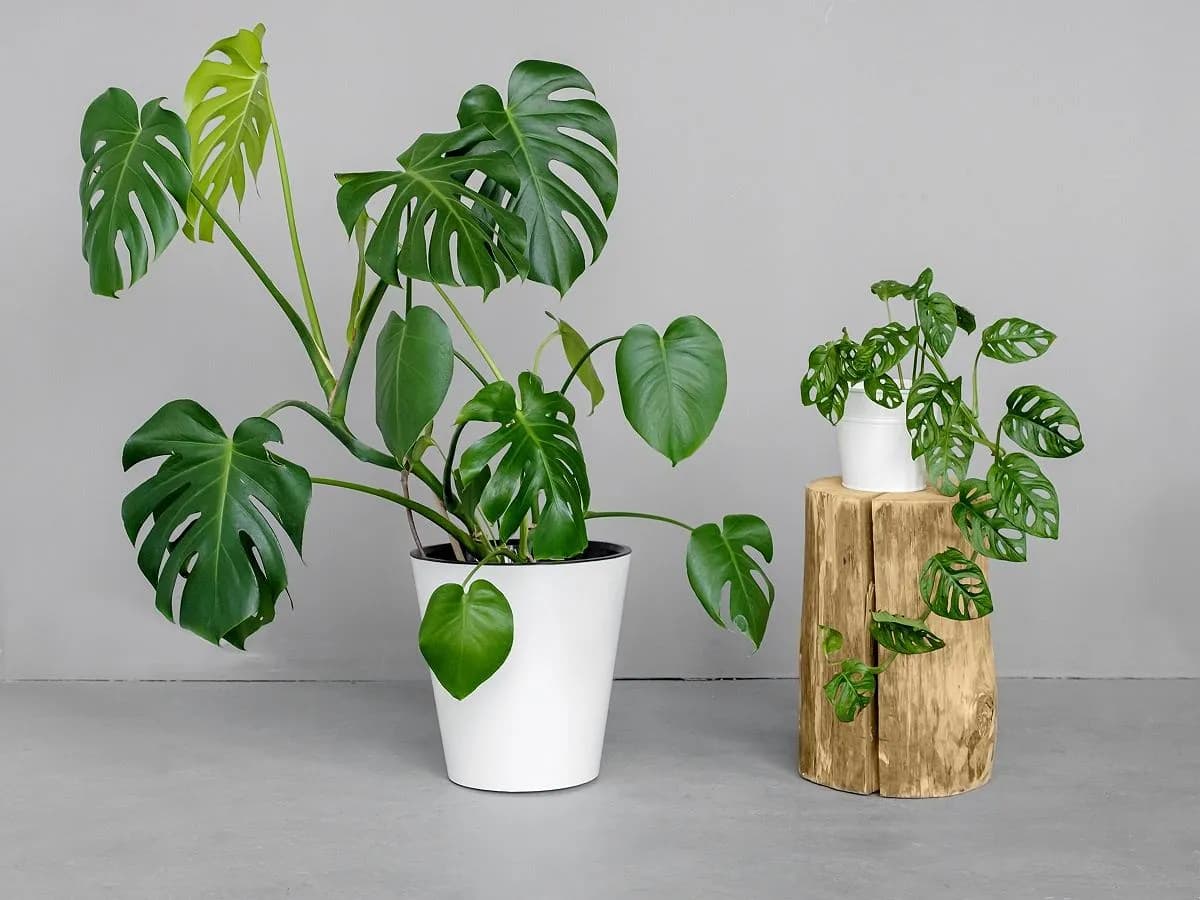 Jak dbać o kwiat monstera, aby uniknąć najczęstszych błędów? Jak dbać o kwiat monstera, aby uniknąć najczęstszych błędów?