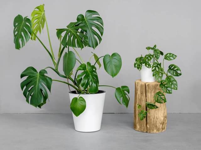 Jak dbać o kwiat monstera, aby uniknąć najczęstszych błędów? Jak dbać o kwiat monstera, aby uniknąć najczęstszych błędów?