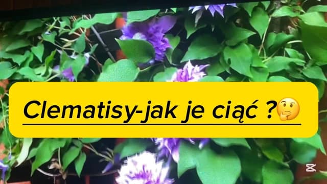 Jak przycinać clematisy, aby uniknąć błędów i zapewnić piękne kwitnienie Jak przycinać clematisy, aby uniknąć błędów i zapewnić piękne kwitnienie